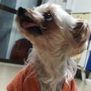 까미랑 몽이 이미지