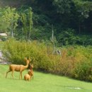 야생화테마펜션 이미지