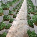 초이스농장 이미지