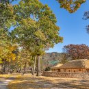 덕산 은행나무길 이미지