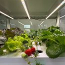 스마트종묘사 | 상추 수확