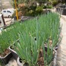 석수공원 이미지