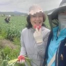 세은농장 | 세은달 농장_마늘쫑 무료나눔후기^^