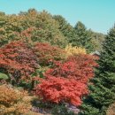 (주)아름다운봄빵 | 가평 아침고요수목원 단풍, 들국화전시회, 맛집까지! (서울근교 드라이브코스)