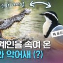 악어새 이미지