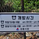 지동초 이미지
