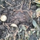 김영배농장 이미지