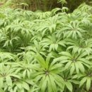 나물숲향기 이미지