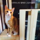 야옹아 놀자 캣카페 이미지