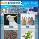 쥬니멀 Daum카페