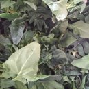 수선화경로당 이미지