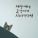 아니 - 강남구 삼성로145길 11-6 | 아니