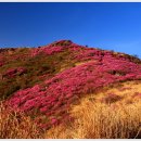 200대 명산 중 4월 1일 전남 여수 영취산(510m) 산행 안내 및 예약(08:00출발) 이미지