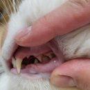 닥터캣 고양이병원 | 고양이 치아흡수성병변 : 8살 고양이 닥터캣 발치후기