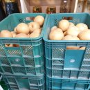 진한도라지배즙,생강도라지배즙,순수배즙,참옻진액,여주즙판매 이미지