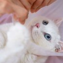 제선현 고양이 미용실 이미지