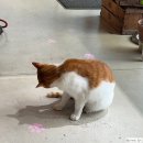 제주i