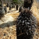 대산사슴농장 이미지