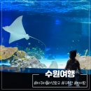 대원포레나경로당 | 수원 수족관 광교 아쿠아플라넷 입장권 가격 주차 할인 공연시간 정보