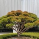 조경월드