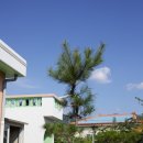 소나무농장 이미지