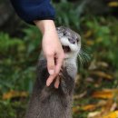 수달산업