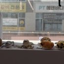 청주 크레스티드게코 찾는다면? 파충류샵 디어렙 청주용암점 방문 후기