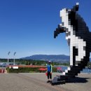 올카 (orca) 이미지