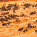 꿀벌약국 이미지