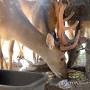 화성사슴농장 이미지