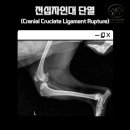 삼화 우수한동물병원 이미지