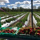 호주농장 이미지