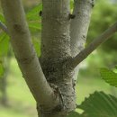 이끌리개 이미지