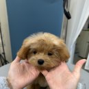 반야시스터 | 유성 반야시스터 말티푸 가위컷 미용 후기｜짧게 밀지 않아 더 예쁜 애견미용 스타일