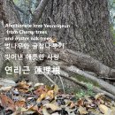 사랑의연리근 이미지