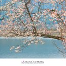 매화강산 이미지