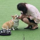 반려동물 아로마 테라피 자격증 이미지