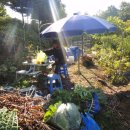 채수면 농장 이미지