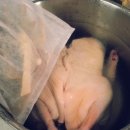 전통삼계탕오리 티스토리