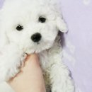 몽글몽글 이미지