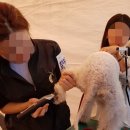 신정애견미용 이미지