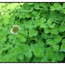 네잎클로버 이미지