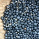 신체의 열매 이미지