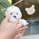 젠틀멍 이미지