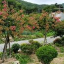 계림꽃농원 이미지