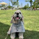 도그핑크 | 비가 와도 끄떡없는 강아지우비 마일로 도그웨어 레인코트 추천