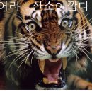 냠냠 Daum카페