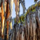 대관령눈마을 영농조합법인 이미지