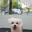 쁘띠애견미용실 이미지