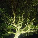 등원교차로 앞 사거리 2 | 표선가볼만한곳 제주도 야간명소 제주허브동산